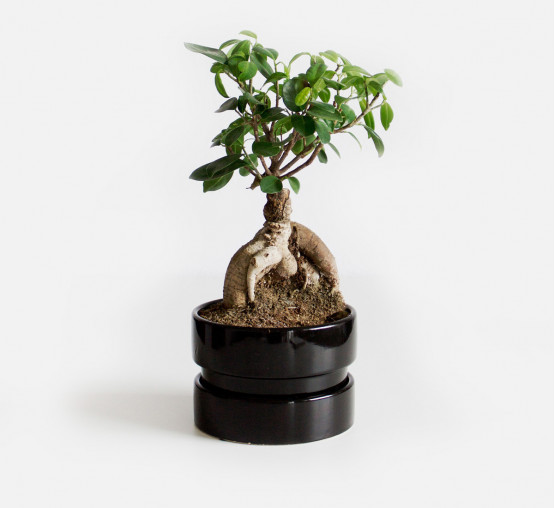 Tree Pot